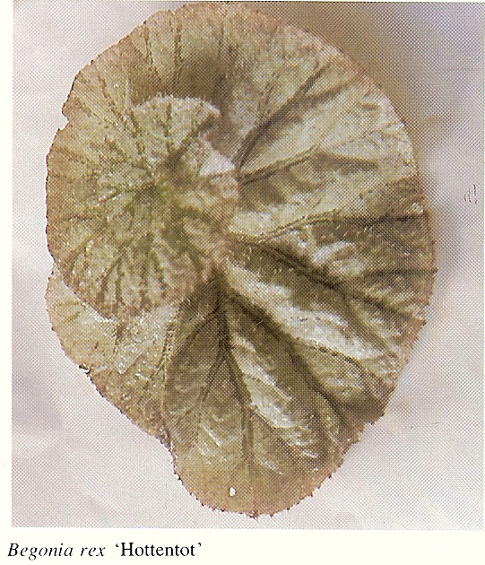 B. ‘Hottentot’